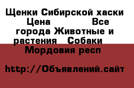 Щенки Сибирской хаски › Цена ­ 18 000 - Все города Животные и растения » Собаки   . Мордовия респ.